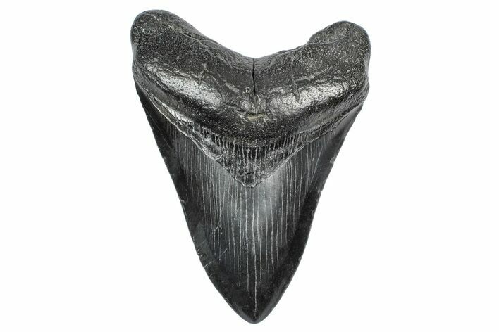 Fossil Megalodon Tooth - South Carolina #340142